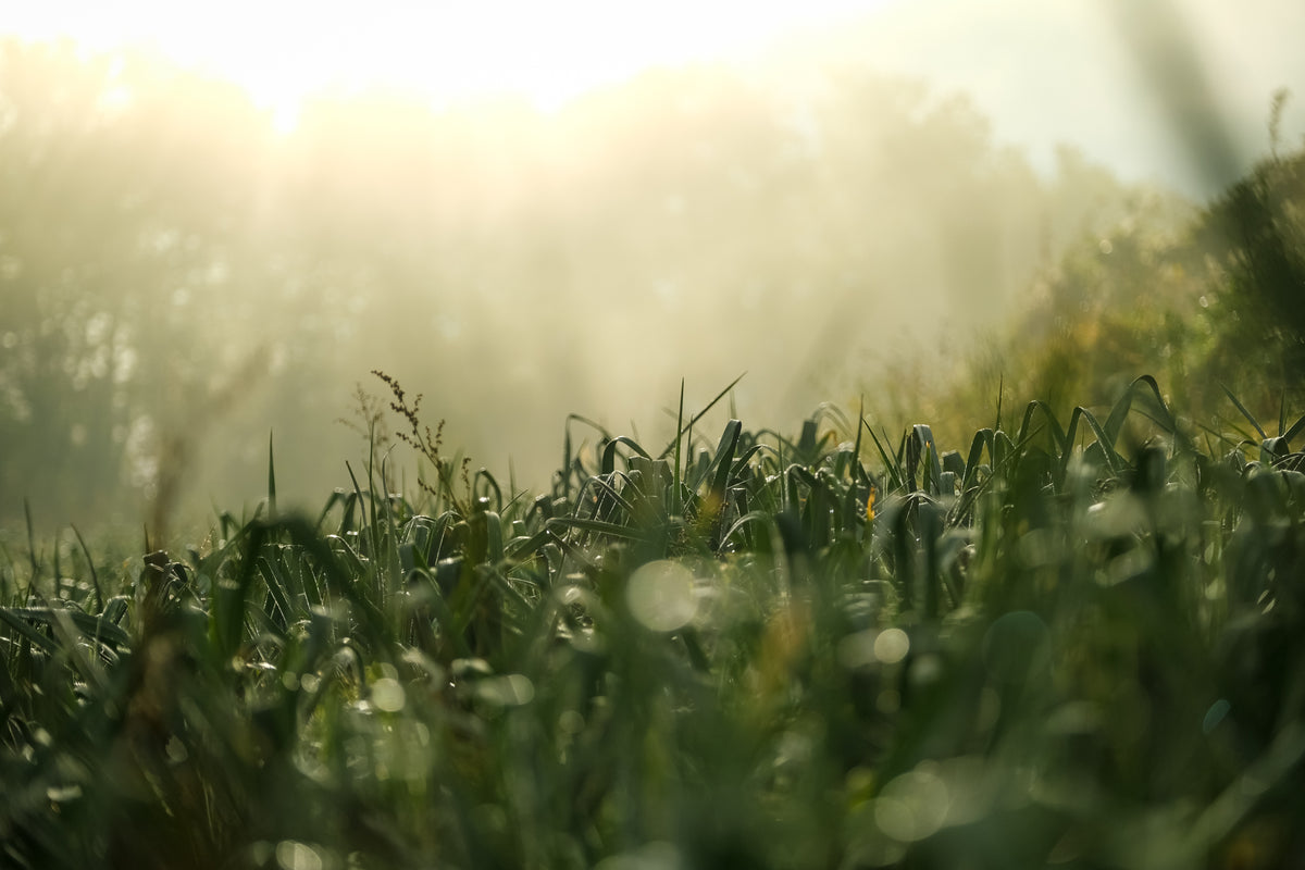 Azienda agricola e attività Biodebiasi